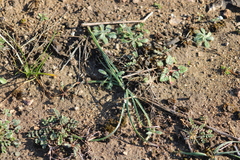 Nothoscordum bivalve