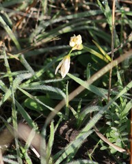 Nothoscordum bivalve