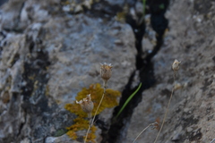 Caryophyllaceae