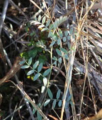 Vicia ludoviciana