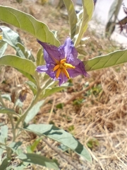 Solanum elaeagnifolium