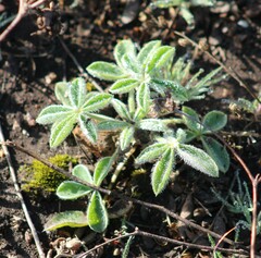 Lupinus texensis