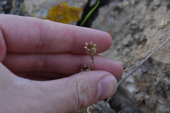 Caryophyllaceae