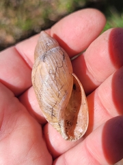 Euglandina rosea