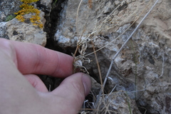 Caryophyllaceae
