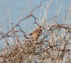 Passerculus sandwichensis