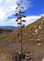 Agave aurea
