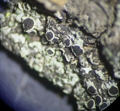 Phaeophyscia ciliata
