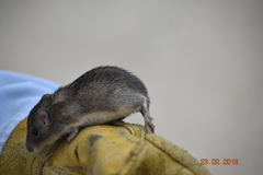 Heteromys irroratus