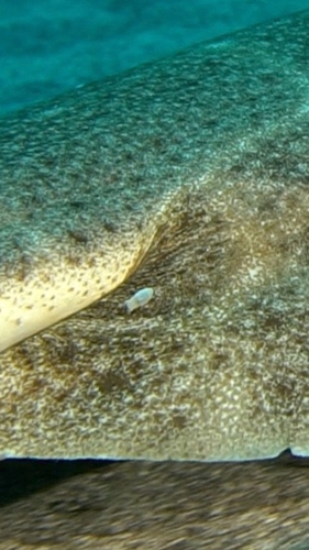 Representative image of Aegapheles deshaysiana