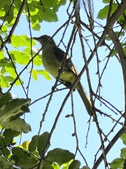 Andropadus importunus