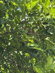 Andropadus importunus