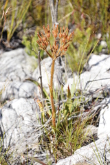 Dilatris viscosa