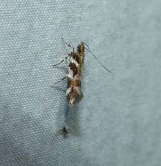 Aristotelia roseosuffusella