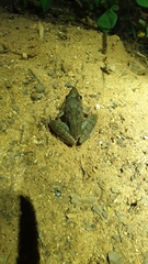 Ptychadena anchietae