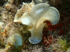 Padina pavonica