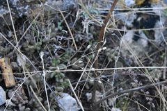 Caryophyllaceae