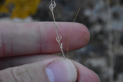 Caryophyllaceae