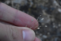 Caryophyllaceae