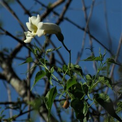 Amphilophium carolinae