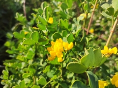 Coronilla valentina glauca