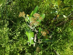 Olearia avicenniifolia