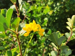 Coronilla valentina glauca