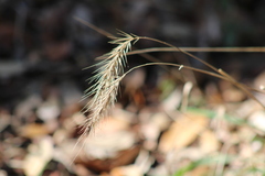 Elymus glabriflorus