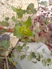 Calyptocarpus vialis