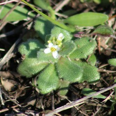 Tomostima cuneifolia