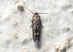 Gelechioidea