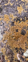 Acarosporaceae