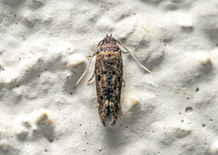 Gelechioidea