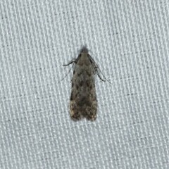 Anacampsis conclusella