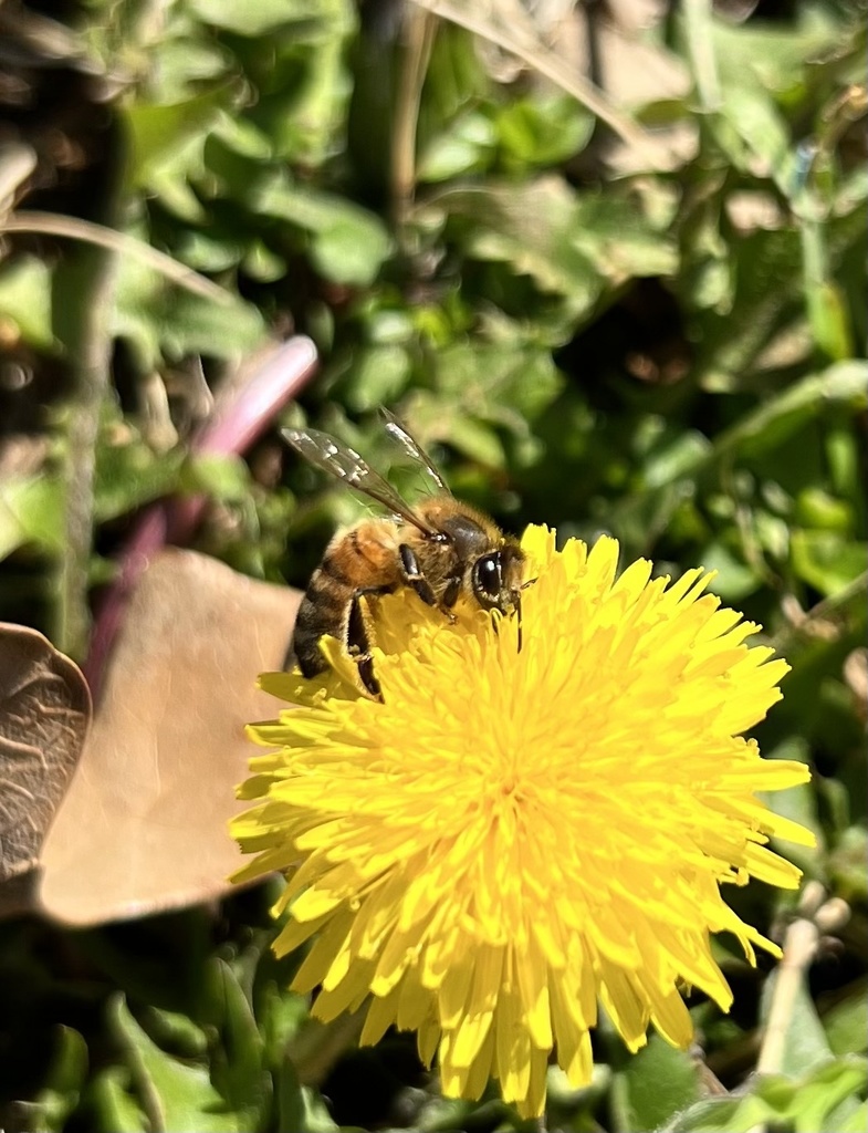 Western Honey Bee in February 2023 by cesarpaz14 · iNaturalist
