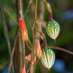 Passiflora vitifolia