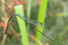 Mecistogaster modesta