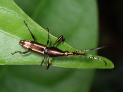 Raphirhynchus panamensis
