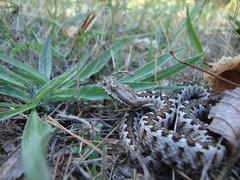 Vipera latastei