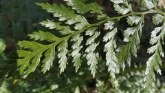 Asplenium onopteris