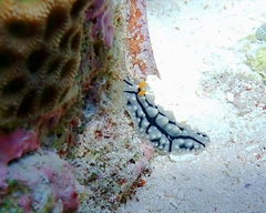 Phyllidia elegans