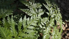Asplenium onopteris