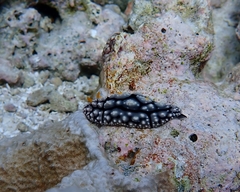 Phyllidia elegans