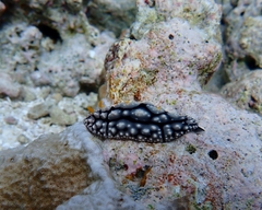 Phyllidia elegans