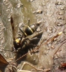 Hoplisoides semipunctatus