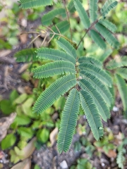 Acaciella angustissima