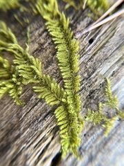 Callicladium imponens