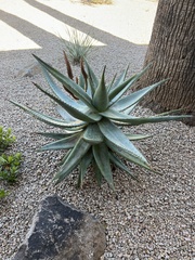 Agave chrysantha