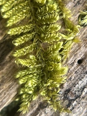 Callicladium imponens