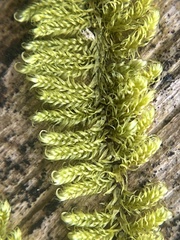 Callicladium imponens